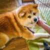 Hana, one of Furusawa Onsen's two Akita Inu dogs, sits in the lobby at Furusawa Onsen in the city of Odate, Akita Prefecture..