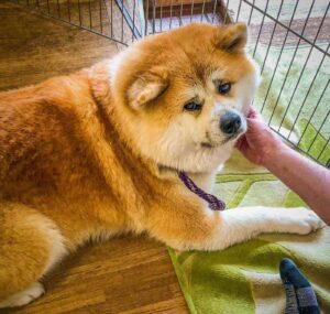 Hana, one of Furusawa Onsen's two Akita Inu dogs, sits in the lobby at Furusawa Onsen in the city of Odate, Akita Prefecture..