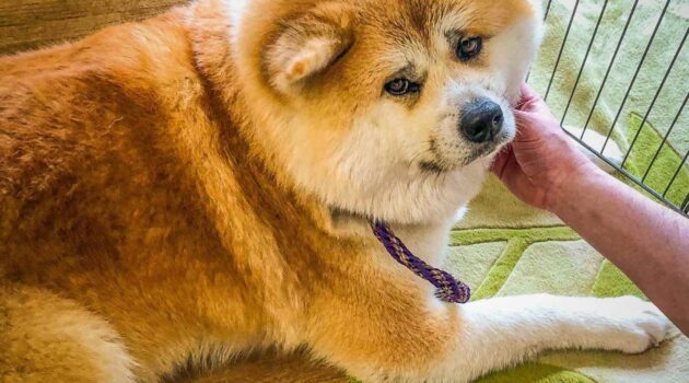 Hana, one of Furusawa Onsen's two Akita Inu dogs, sits in the lobby at Furusawa Onsen in the city of Odate, Akita Prefecture..